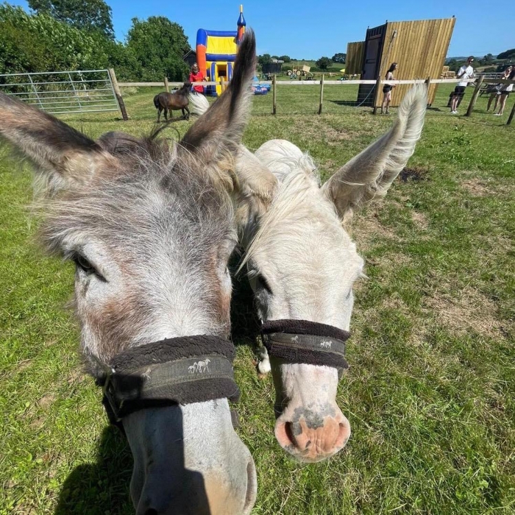 Image of Two Donkeys Image of Two Donkeys