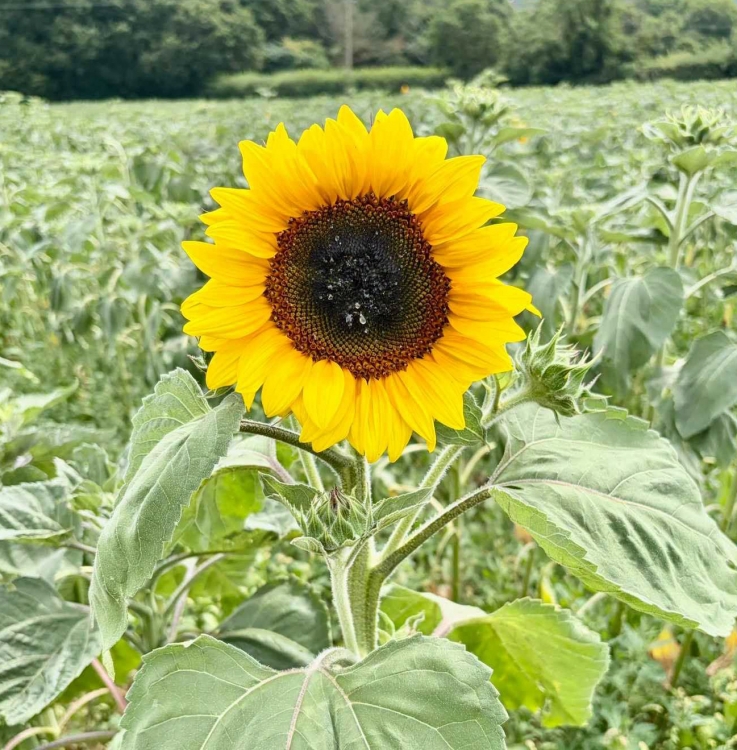 Sunflower Trail Sunflower Trail. A Great Day Out in Cornwall