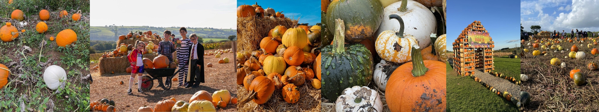 Images of Pumkins & the Pumkin Patch