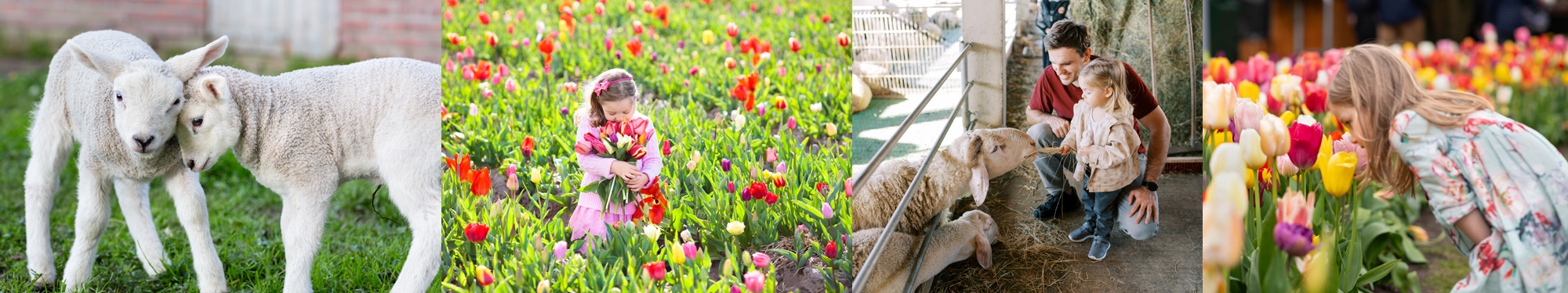 Image of Lambs & Tulips at the Spring Fest